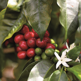 優質咖啡豆 農場直送